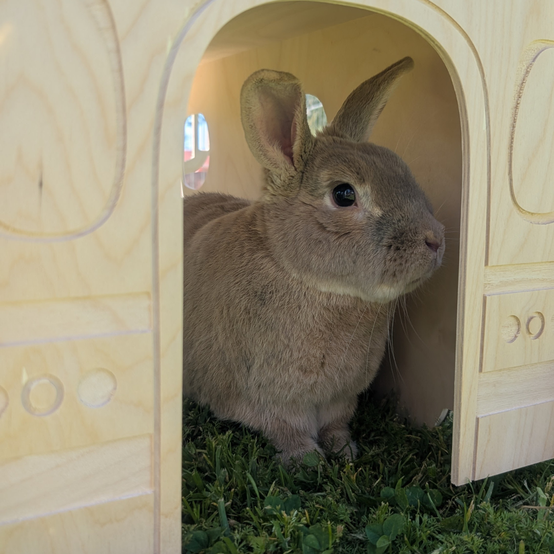 bunny bus hideout, wooden rabbit hideout, inbuilt hay rack bunny house, chew-safe rabbit toy, Baltic birch bunny furniture, rabbit enrichment tunnel, bunny playhouse with hay rack, safe rabbit hideout