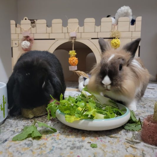 Best Indoor Rabbit Setup: Complete Guide