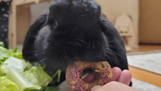 Why Do Rabbits Need to Chew Every Day?