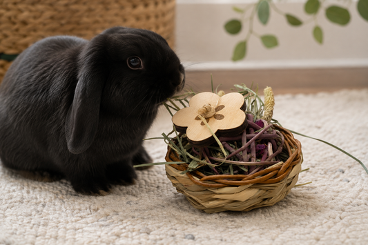 Safe Chew Toys for Rabbits: What Every Bunny Owner Should Know