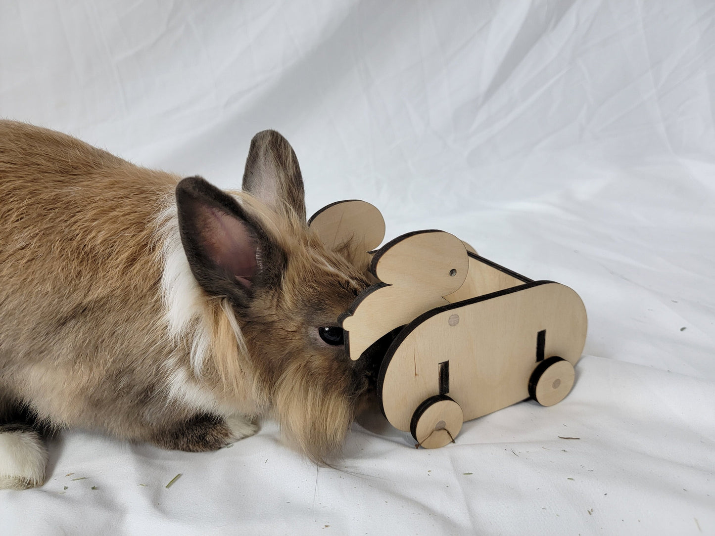 rabbit enrichment toy