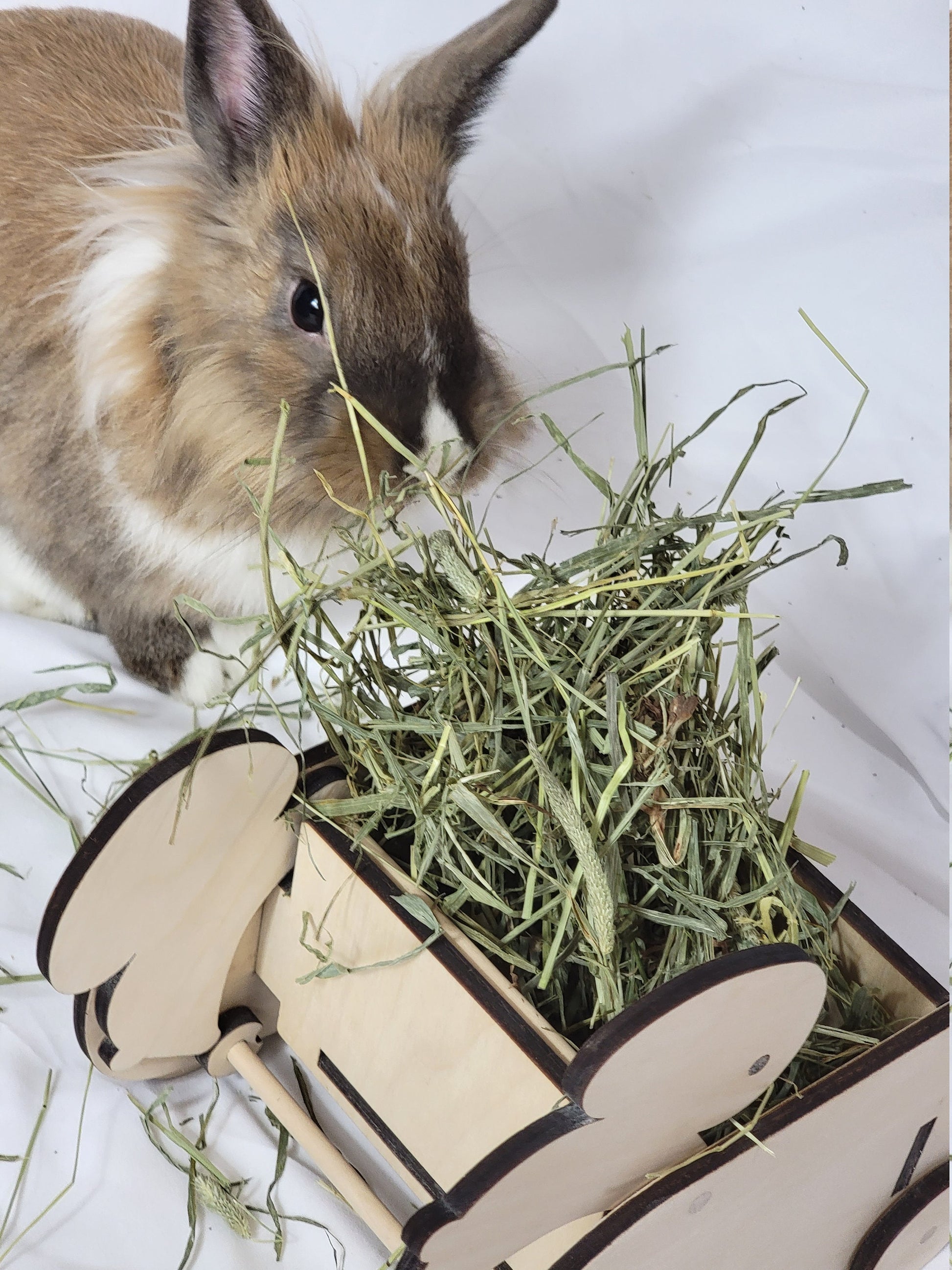 Rabbit feeder