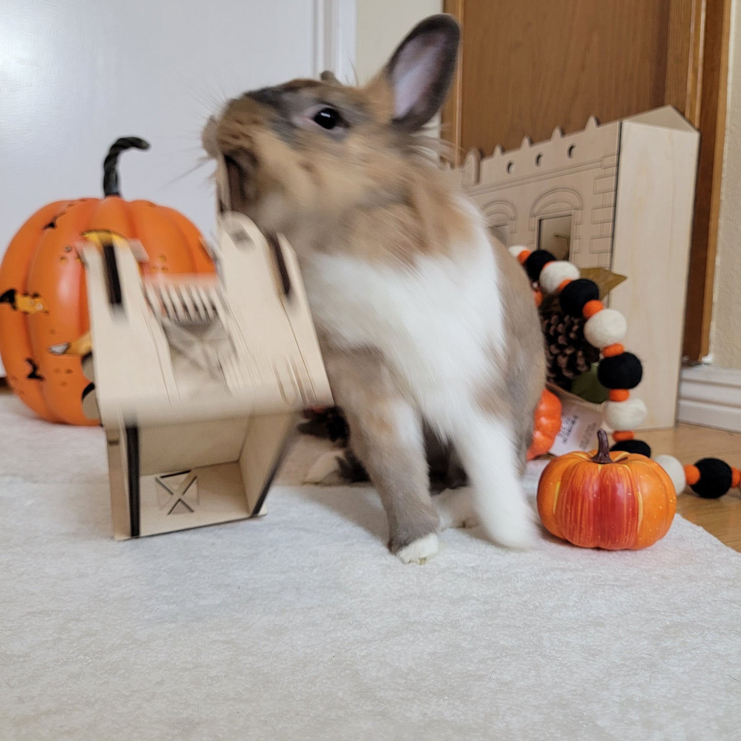 Halloween Trick or Treat Series Boo Flip Box. Bunny Enrichment Puzzle Box