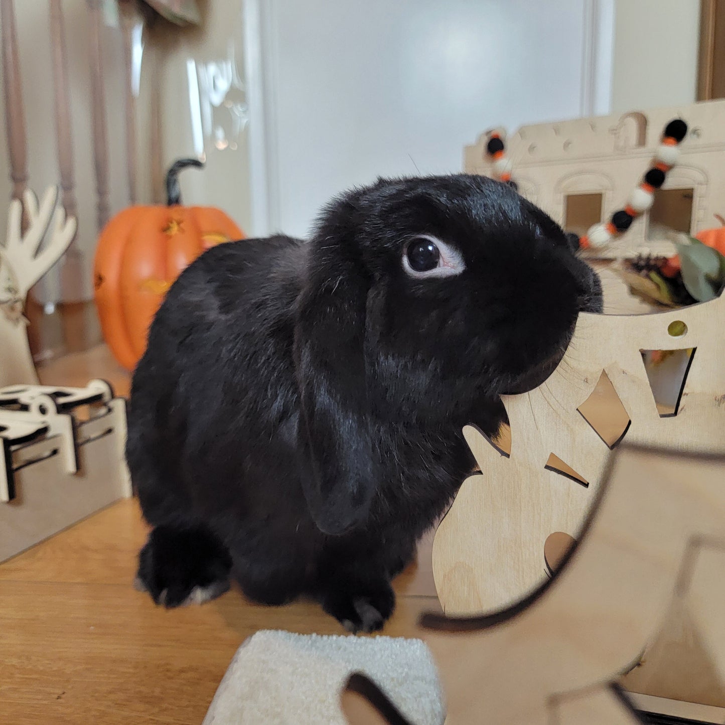Halloween Trick or Treat Series- Pumpkin Scadadoo Roller Bunny Enrichment Puzzle Toy