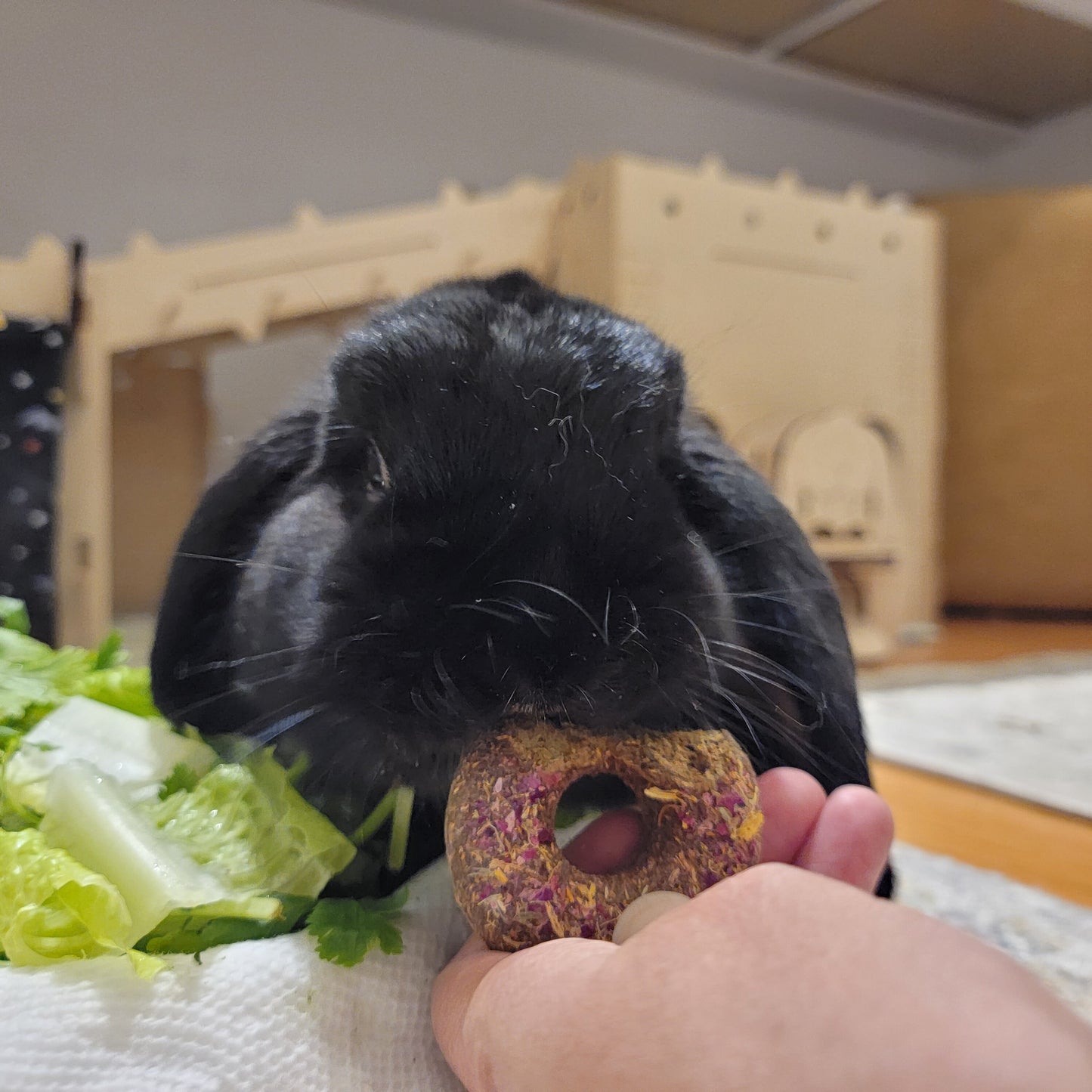 Timothy Hay-Based Rabbit Treat