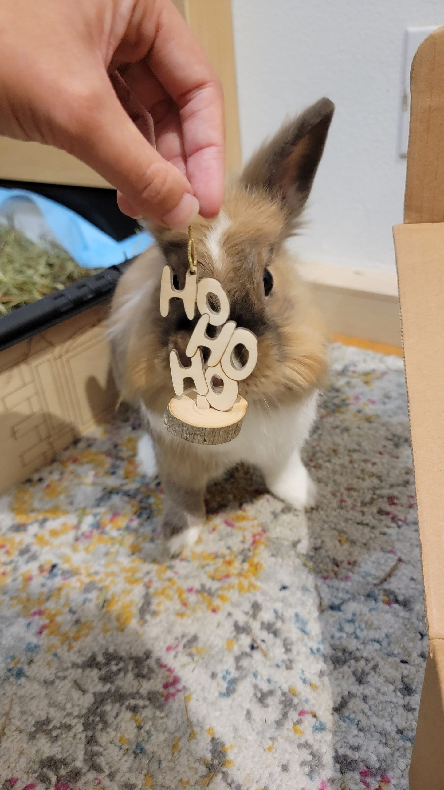 Rabbit Christmas Chew Toys 